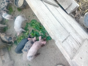 Vând 15 purcei de 2 luni