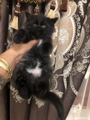 Norvegiană de Pădure 