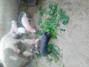 Vând 8 purcei  - imagine 2