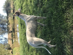 Devanzare ogar Femela 1ani si 4 luni - imagine 3 Devanzare ogar Femela 1ani si 4 luni - imagine 3