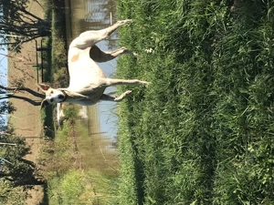 Devanzare ogar Femela 1ani si 4 luni - imagine 2 Devanzare ogar Femela 1ani si 4 luni - imagine 2