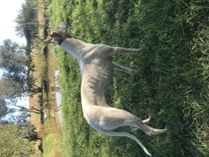 Devanzare ogar Femela 1ani si 4 luni - imagine 4 Devanzare ogar Femela 1ani si 4 luni - imagine 4