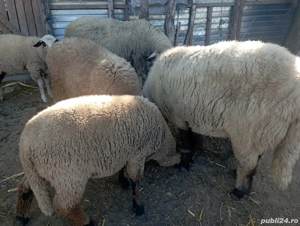 Berbec pastramă Vând berbecuti pastramă