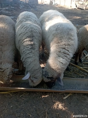 Carcasa berbec Vând berbec pastramă