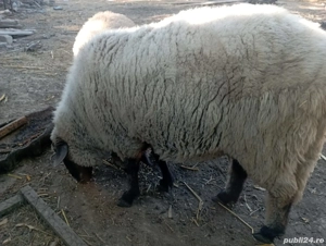 Berbec Vând berbeci pastramă