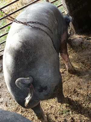 Purcei Pietrain cu Landrace