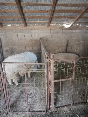 Vând porci mangalița  - imagine 5