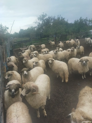 vând 30 oi țurcane 