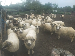 vând 30 oi țurcane  - imagine 2 vând 30 oi țurcane  - imagine 2