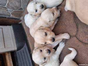 Vand catei Labrador  - imagine 2 Vand catei Labrador  - imagine 2