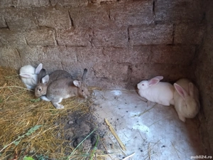 iepuri de vânzare  - imagine 3