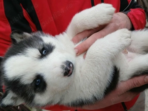 Vând pui husky  - imagine 2