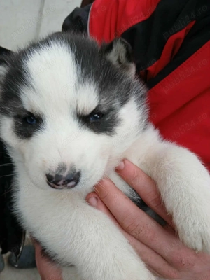 Vând pui husky  - imagine 4