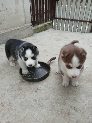 Vând pui husky  - imagine 3