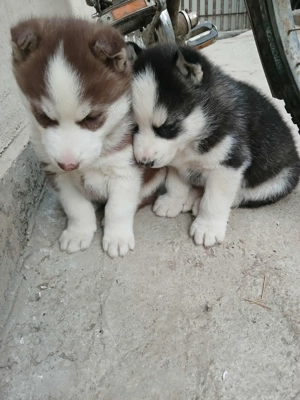 Vând pui husky  - imagine 5