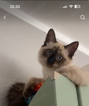 Pui birmaneză rasa pură  - imagine 3