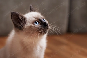 Pui birmaneză rasa pură  - imagine 2