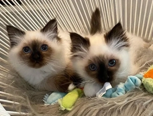 Pui birmaneză rasa pură 