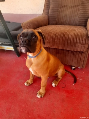 boxer german gold auriu 3 luni 