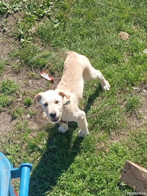 Cațel ciobănesc de vânzare  - imagine 2