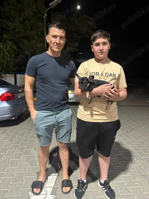 De vanzare mascul reproducator - imagine 2 De vanzare mascul reproducator - imagine 2