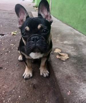 De vanzare mascul reproducator - imagine 3 De vanzare mascul reproducator - imagine 3