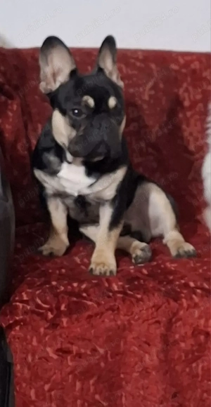 De vanzare mascul reproducator - imagine 5 De vanzare mascul reproducator - imagine 5