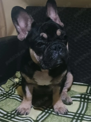 De vanzare mascul reproducator - imagine 4 De vanzare mascul reproducator - imagine 4