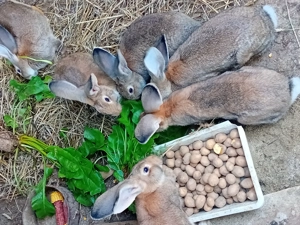 Iepuri de vanzare cei mai dragalasi - imagine 2