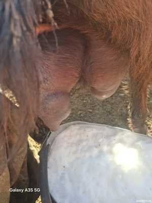 vand o 100 de capre cu lapte - imagine 2 vand o 100 de capre cu lapte - imagine 2