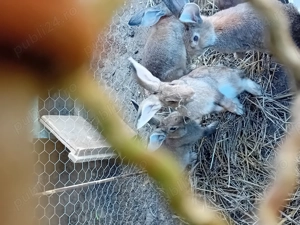 Iepuri de vanzare cei mai dragalasi - imagine 4