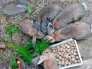 Iepuri de vanzare cei mai dragalasi - imagine 3