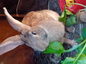 Iepuri de vanzare cei mai dragalasi - imagine 5