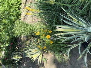 Teren intravilan în Hârșova Jud.constanta