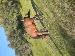 Cal de 11 ani foarte bun