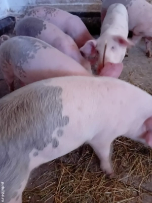 soldani 12 săptămâni 280 lei