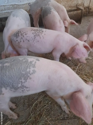 soldani 12 săptămâni 280 lei