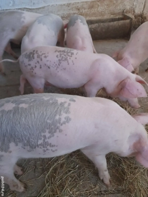 soldani 12 săptămâni 280 lei - imagine 4