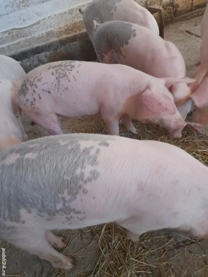 soldani 12 săptămâni 280 lei - imagine 2