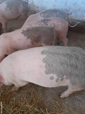 soldani 12 săptămâni 280 lei - imagine 3