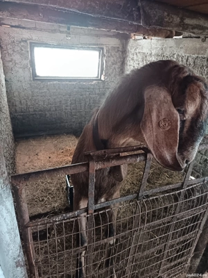   capre siȚapi anglo-nubian 