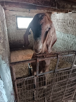   capre siȚapi anglo-nubian  - imagine 3