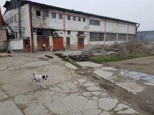 hală de vânzare în berzovia, județul caraș severin - imagine 5