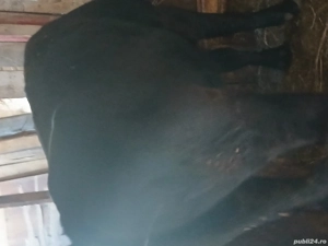 vand tauras 1 an jumate 400kg - imagine 4 vand tauras 1 an jumate 400kg - imagine 4