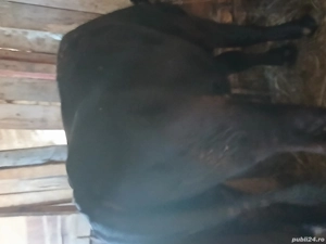 vand tauras 1 an jumate 400kg - imagine 3 vand tauras 1 an jumate 400kg - imagine 3