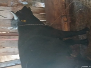 vand tauras 1 an jumate 400kg - imagine 2 vand tauras 1 an jumate 400kg - imagine 2