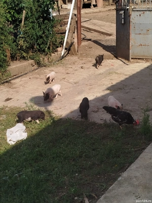 vând purceii vietnamezi 