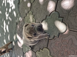 shar pei drăgălași  - imagine 2 shar pei drăgălași  - imagine 2