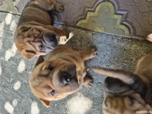 shar pei drăgălași  - imagine 3 shar pei drăgălași  - imagine 3