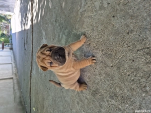 shar pei drăgălași  - imagine 4 shar pei drăgălași  - imagine 4